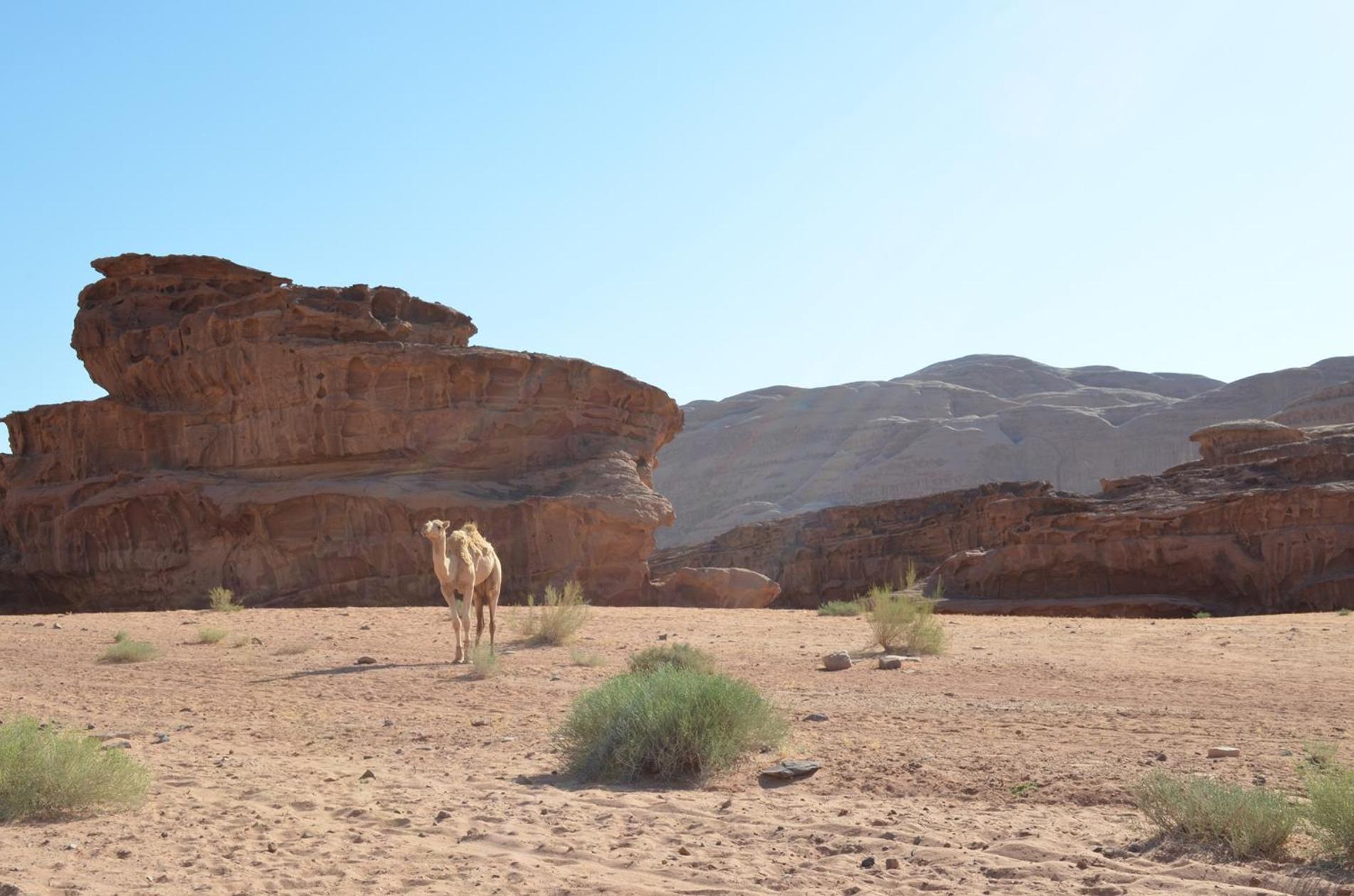 Wadi Rum Mundo Camp Aqaba Exterior foto